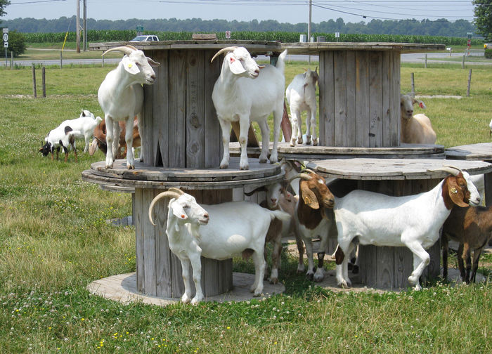 Capritele la joaca pe sus - Rase de oi si capre -Poze deosebite-8