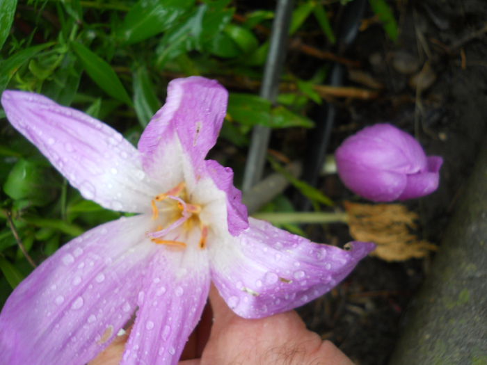 colchinum autumnale - Gradina flori 2015