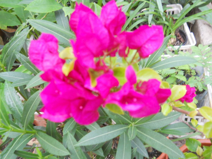 DSCN0364 - Flori apartament