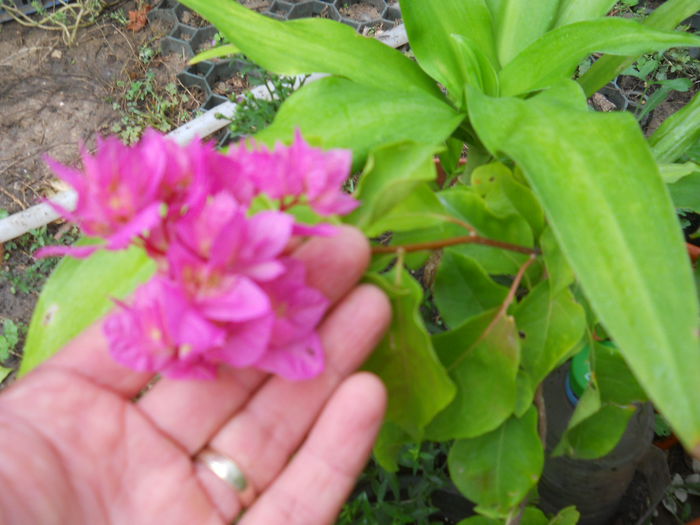 pagoda - Flori apartament