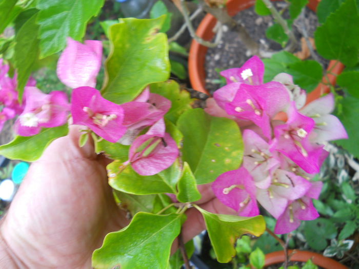 Magica - Flori apartament