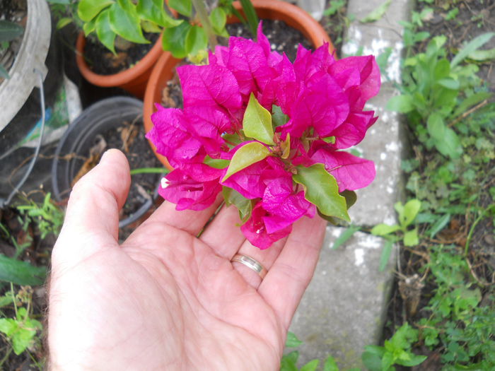 lila - Flori apartament