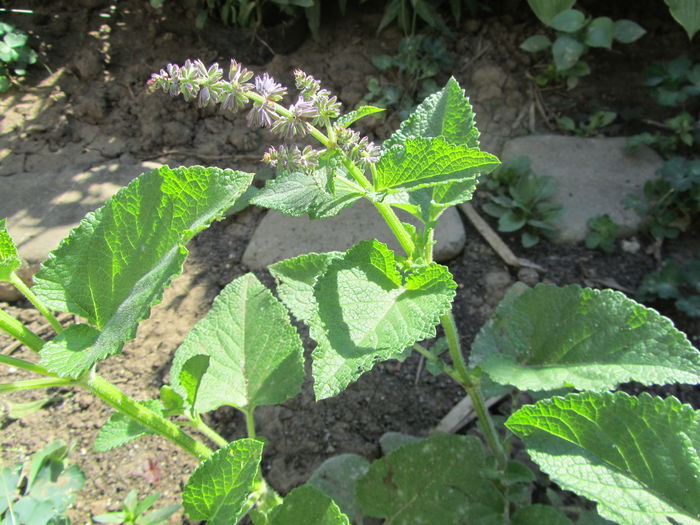 Salvia sclarea (3)