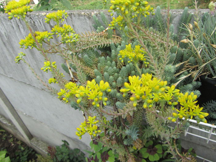 Sedum reflexum (6)