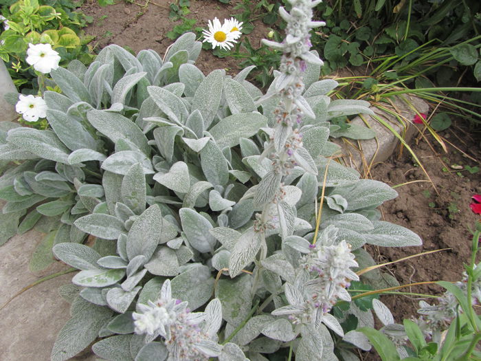 Stachys bizantina (3)