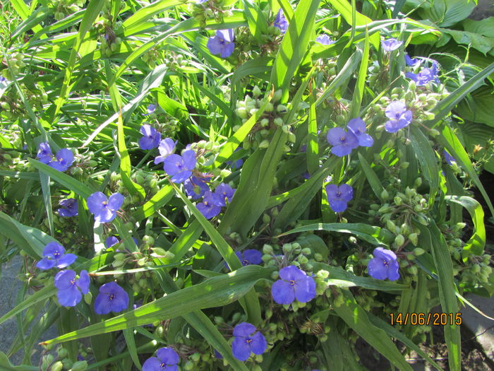 Tradescantia (3)