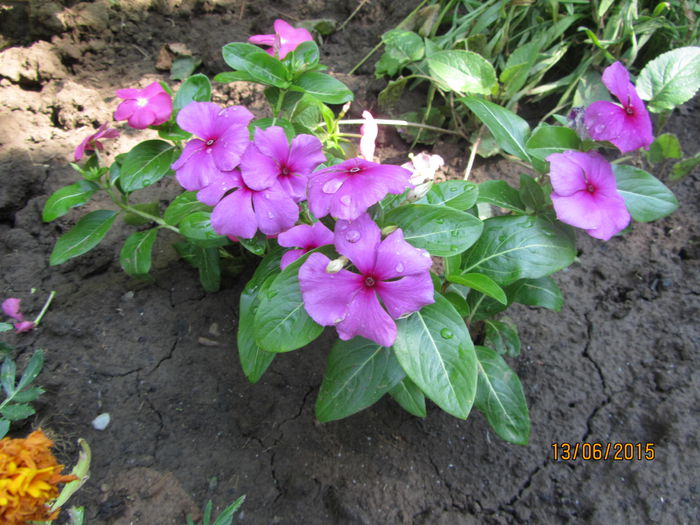 Vinca