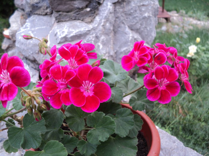 DSC03091 - muscate 2015