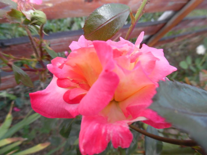 035
