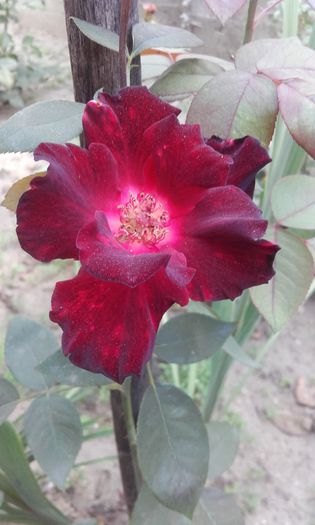 20150917_150049