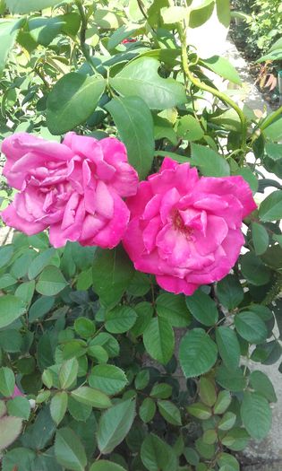 20150917_150559