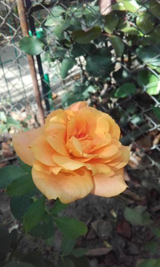 20150917_150355