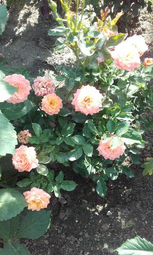 20150917_150537