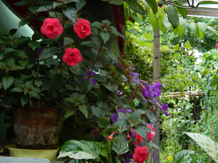 DSCN3607 - 2015_ACHIMENESI