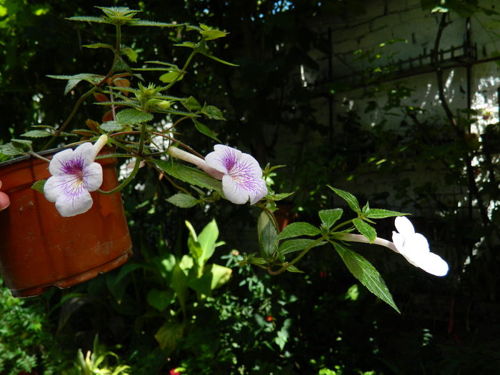 DSCN3666 - 2015_ACHIMENESI