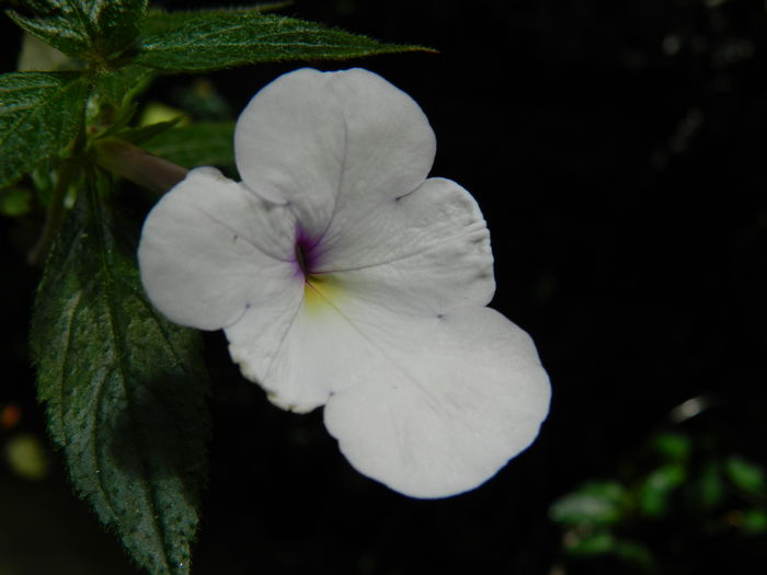 DSCN3669 - 2015_ACHIMENESI
