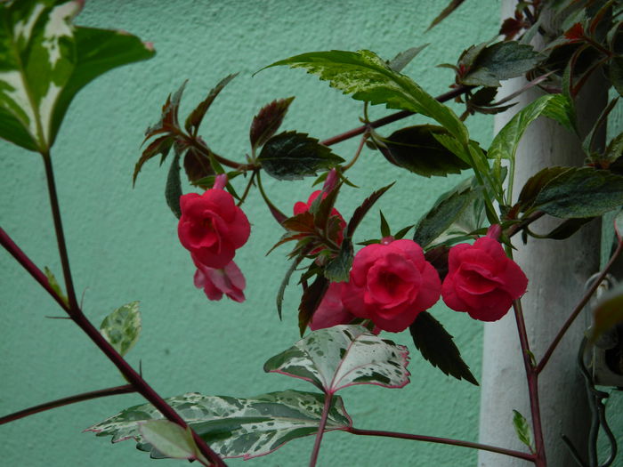 DSCN3723 - 2015_ACHIMENESI