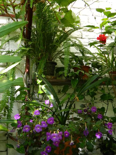 DSCN3786 - 2015_ACHIMENESI