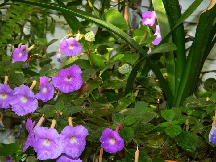 DSCN3792 - 2015_ACHIMENESI