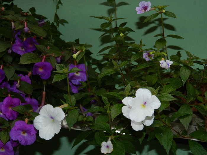 DSCN3831 - 2015_ACHIMENESI