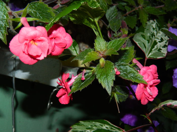 DSCN3854 - 2015_ACHIMENESI