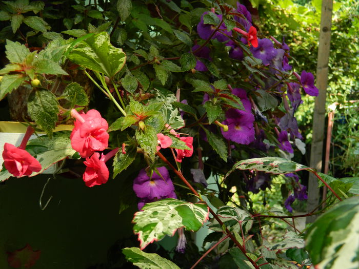 DSCN4360 - 2015_ACHIMENESI