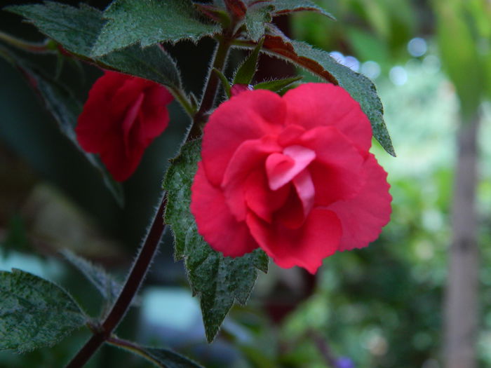 DSCN4571 - 2015_ACHIMENESI