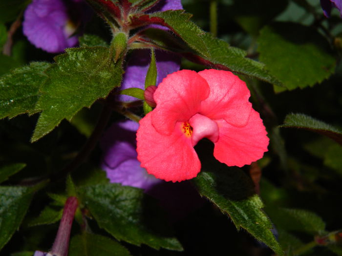 DSCN4572 - 2015_ACHIMENESI