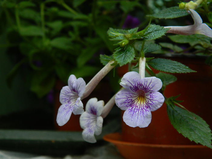 DSCN4573 - 2015_ACHIMENESI
