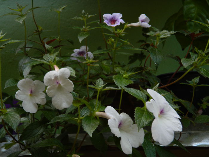 DSCN4574 - 2015_ACHIMENESI