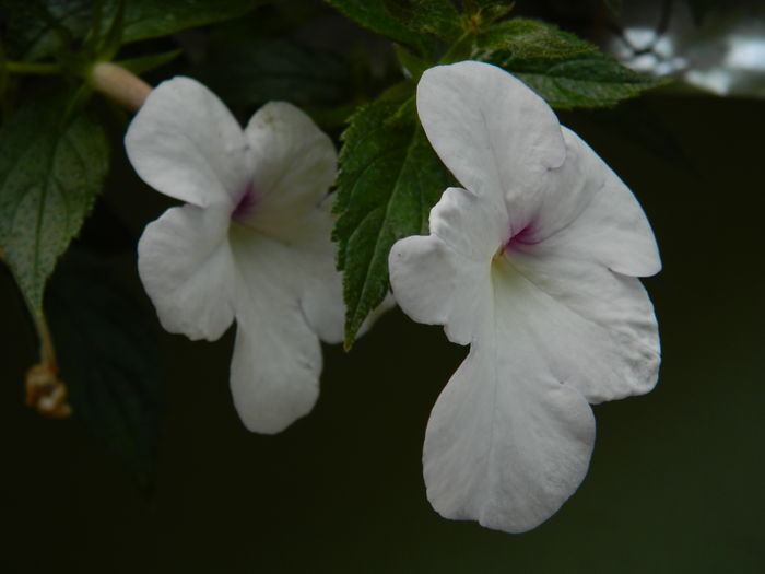 DSCN4577 - 2015_ACHIMENESI