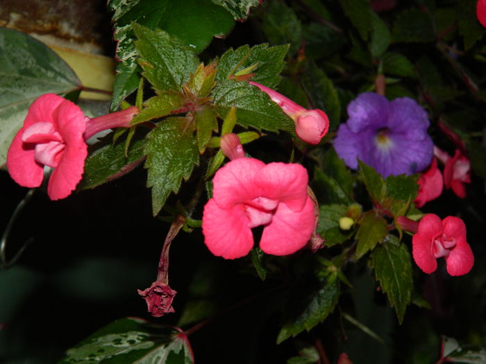 DSCN6246 - 2015_ACHIMENESI