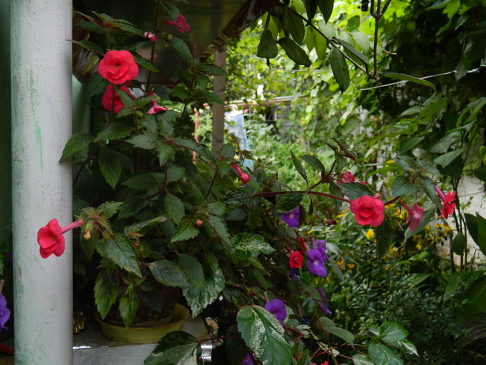 DSCN6248 - 2015_ACHIMENESI