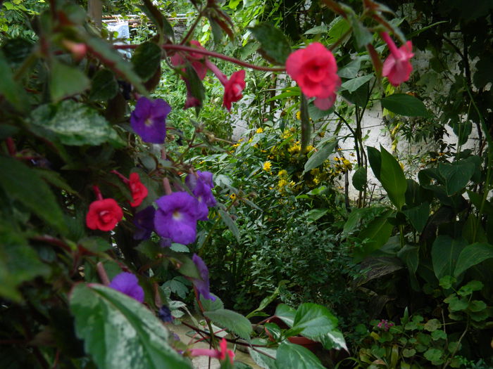 DSCN6250 - 2015_ACHIMENESI