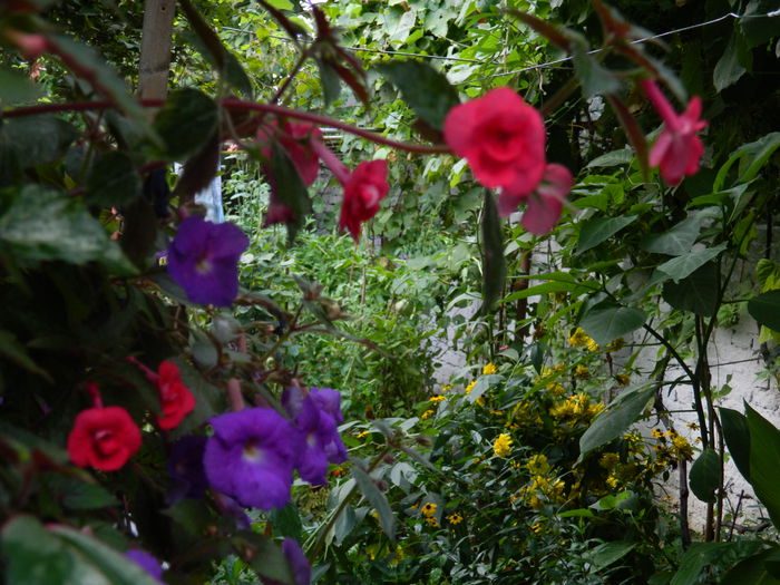 DSCN6251 - 2015_ACHIMENESI