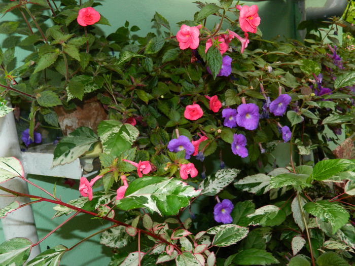 DSCN6373 - 2015_ACHIMENESI