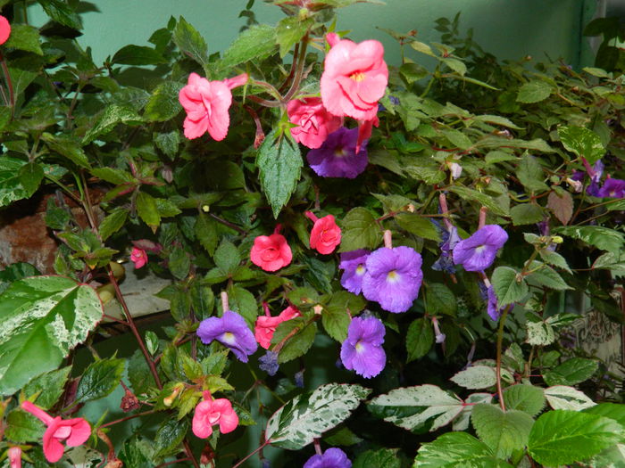 DSCN6374 - 2015_ACHIMENESI