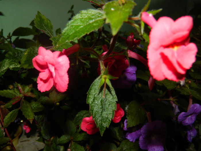 DSCN6376 - 2015_ACHIMENESI