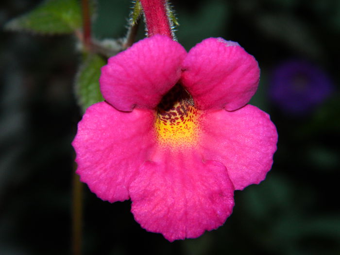 DSCN6406 - 2015_ACHIMENESI