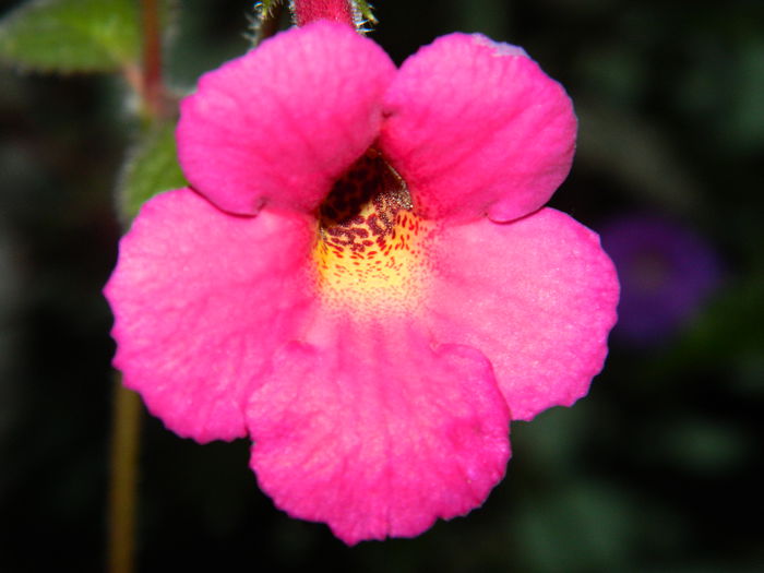 DSCN6407 - 2015_ACHIMENESI