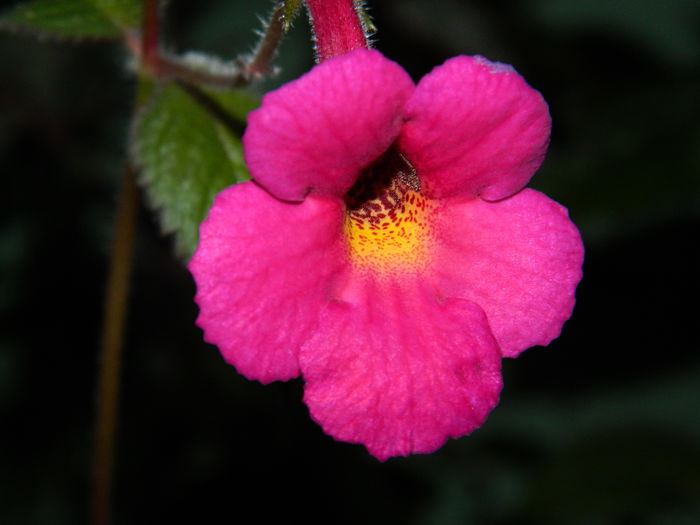 DSCN6426 - 2015_ACHIMENESI