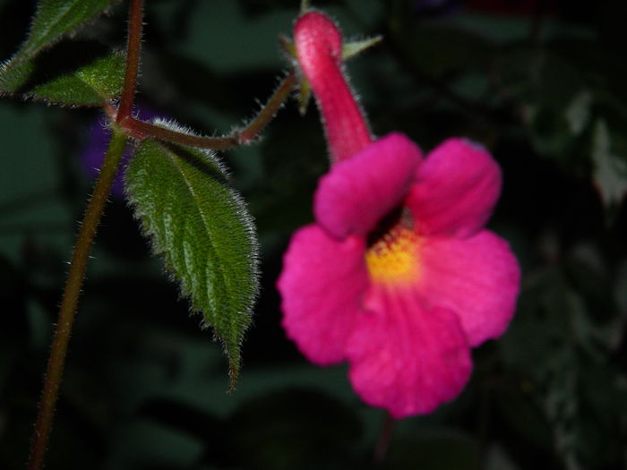 DSCN6429 - 2015_ACHIMENESI