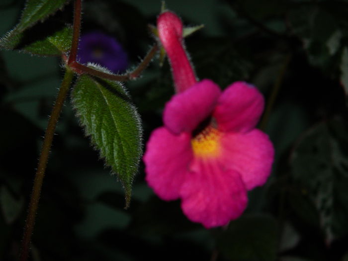 DSCN6430 - 2015_ACHIMENESI