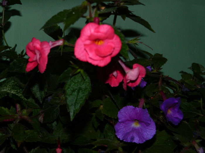 DSCN6431 - 2015_ACHIMENESI