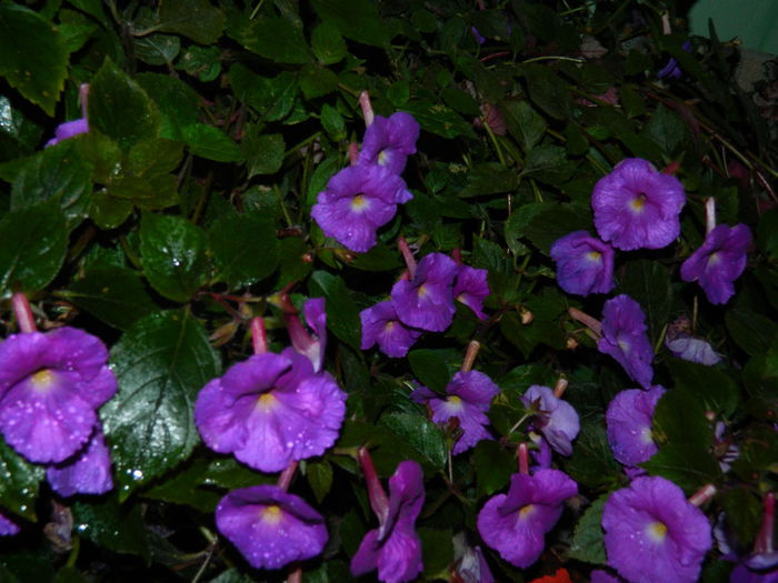 DSCN6432 - 2015_ACHIMENESI