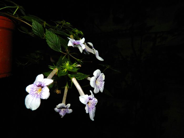 DSCN6438 - 2015_ACHIMENESI