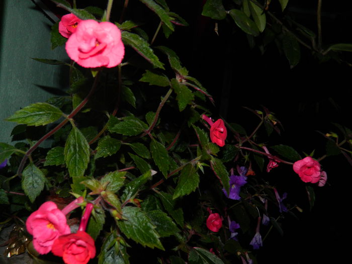 DSCN6454 - 2015_ACHIMENESI