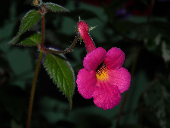 DSCN6460 - 2015_ACHIMENESI