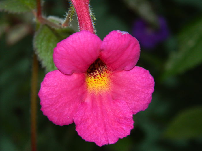 DSCN6465 - 2015_ACHIMENESI