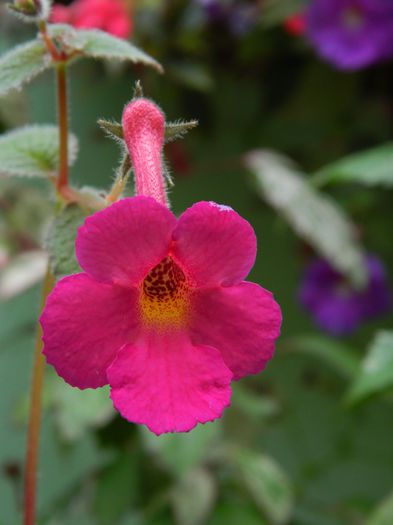 DSCN6466 - 2015_ACHIMENESI